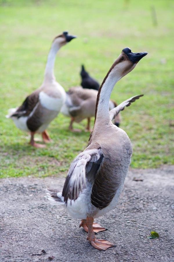 Meihua Lake Leisure Farm Dongshan  Εξωτερικό φωτογραφία